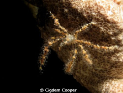 Spider crab by Cigdem Cooper 